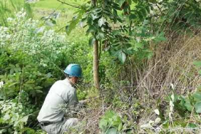 为电网设备巡视消缺、砍伐树障，全力确保电网在高温“烤验”下安全稳定运行